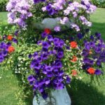 Container Gardens & Planters – Image 15