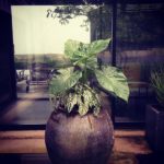 Container Gardens & Planters – Image 3
