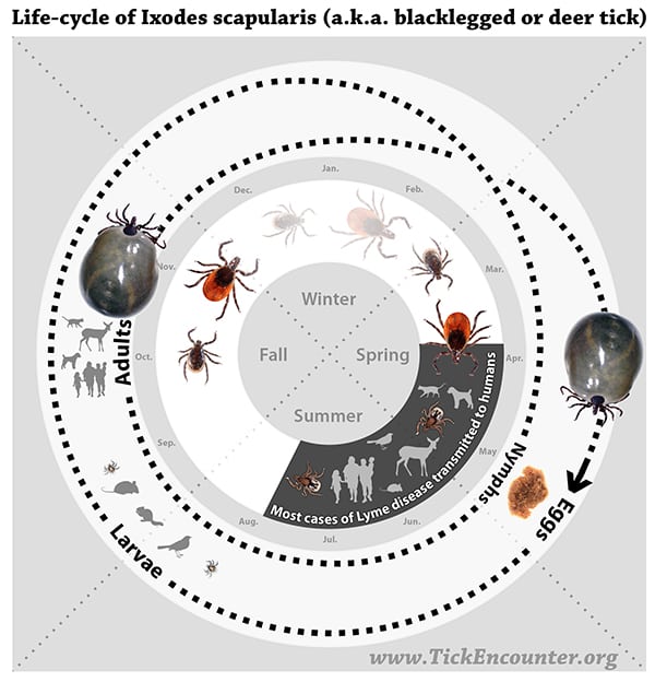 Life Cycle Of Ixodes Scapularis (A.K.A. Black- Legged Or Deer Tick)